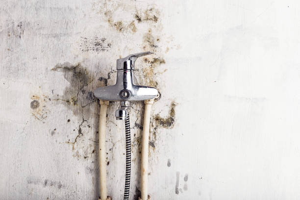 Best Fast Mold Removal  in Fulton, MO