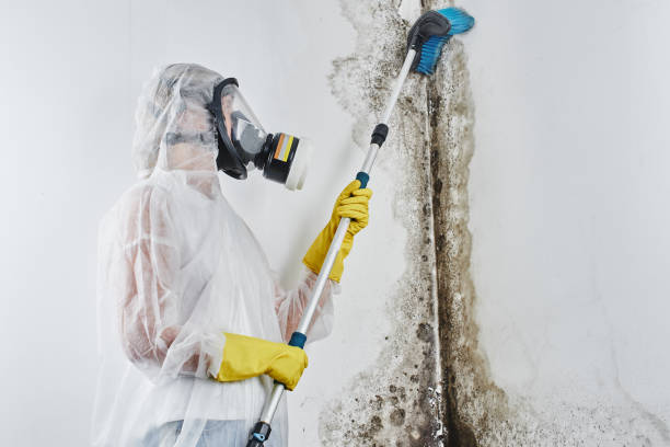 Trusted Fulton, MO Mold Removal Experts