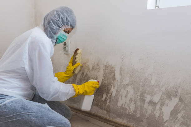 Best Office Mold Removal Services  in Fulton, MO