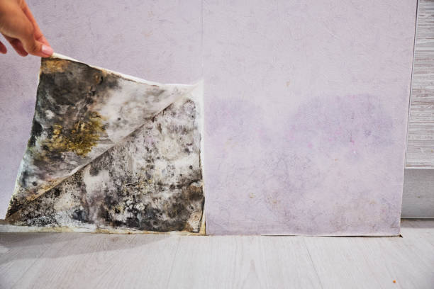 Best Attic Mold Removal  in Fulton, MO